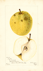 Pears, Garber (1901)