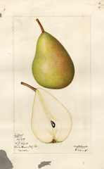 Pears, Giffard (1918)
