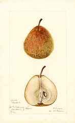 Pears, Goodale (1901)