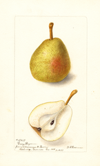 Pears, Gray Doyenne (1899)