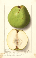 Pears, Idaho (1912)