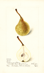 Pears, Jones (1899)
