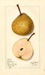 Pears, Josephine (1914)