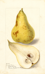 Pears, Jungferbirne (1899)