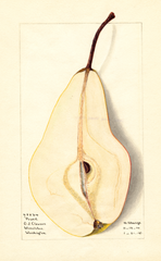 Pears, Pound (1915)