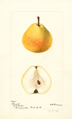 Pears, Shindel (1895)