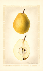 Pears, Kieffer (1925)