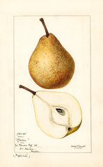 Pears, Reeder