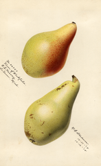 Pears, Vicar Of Winkfield (1918)