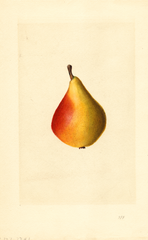 Pears, Kieffer Cross (1917)