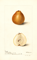 Pears, Lamartine (1898)