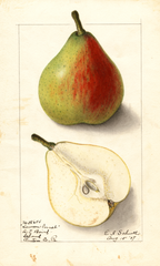 Pears, Lawson Comet (1907)