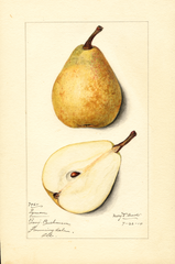 Pears, Lyman (1914)