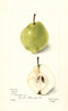 Pears, Wiest (1899)