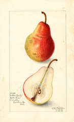 Pears, Wilder Early (1908)