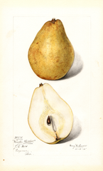 Pears, Winter Bartlett (1915)