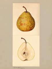 Pears, Winter Nelis (1935)