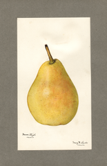 Pears, Nuns Thigh