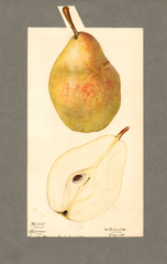 Pears, Olivier (1918)