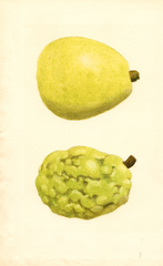 Pears, Anjou (1938)