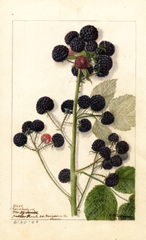 Black Raspberries, Cumberland (1904)
