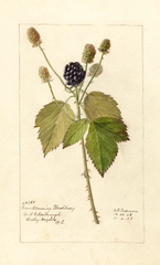 Blackberries, Everblooming (1908)