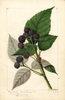 Black Raspberries, Ferndale (1893)