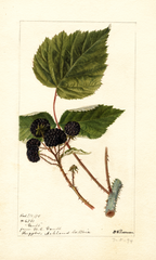Black Raspberries, Gault (1895)