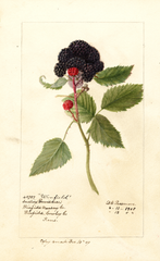 Black Raspberries, Winfield (1908)