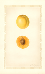 Japanese Apricot (1927)