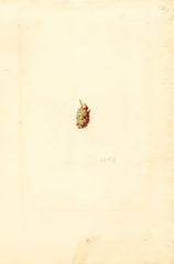 Mulberries, Mulberry (1921)