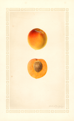 Japanese Apricot (1927)