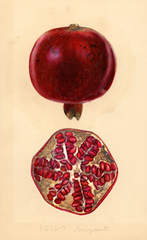 Pomegranates, Pomegranate (1932)