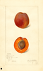 Japanese Apricot, Bennett (1917)