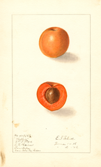 Japanese Apricot, Nellie (1908)