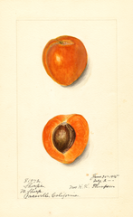 Japanese Apricot, Sharpe (1915)