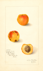Japanese Apricot, Variety 9834 (1910)