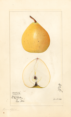 Asian Pear, Pear Apple (1921)