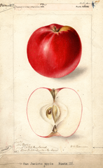 Apples, San Jacinto (1899)