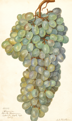 Grapes, Almeria (1911)