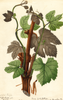 Grapes, Hartford Prolific (1894)