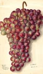 Grapes, Rodites (1911)
