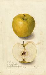 Apples, Tallow Pippin (1904)