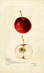 Apples, Leighton (1900)