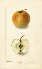 Apples, Lewelling Crab (1903)