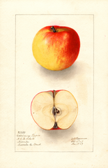 Apples, Coxs Orange Pippin (1907)