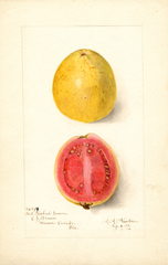 Guavas, Red Fleshed (1906)