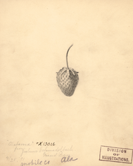 Strawberries, Alabama (1891)