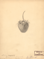 Strawberries, Alice (1891)