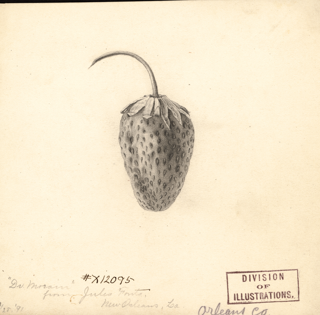 Strawberries, Dr. Moran (1891)
